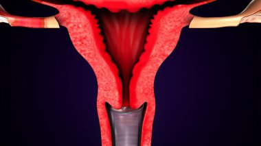 İnsan dişi üreme sistemi. 3d illüstrasyon