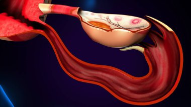 Tıbbi Konsept için İnsan Kalbi Anatomisi 3 boyutlu illüstrasyon. İnsan Solunum Sistemi