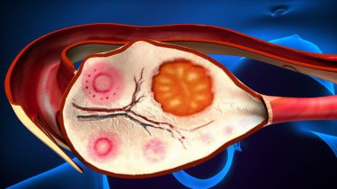 Tıbbi Konsept için İnsan Kalbi Anatomisi 3 boyutlu illüstrasyon. İnsan Solunum Sistemi