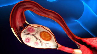 Tıbbi Konsept için İnsan Kalbi Anatomisi 3 boyutlu illüstrasyon. İnsan Solunum Sistemi