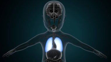 Tıbbi Konsept için İnsan Kalbi Anatomisi 3 boyutlu illüstrasyon. İnsan Solunum Sistemi