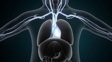 Tıbbi Konsept için İnsan Kalbi Anatomisi 3 boyutlu illüstrasyon. İnsan Solunum Sistemi