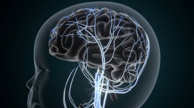 Tıbbi Konsept için İnsan Kalbi Anatomisi 3 boyutlu illüstrasyon. İnsan Solunum Sistemi