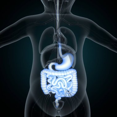 Tıbbi Konsept için İnsan Kalbi Anatomisi 3 boyutlu illüstrasyon. İnsan Solunum Sistemi