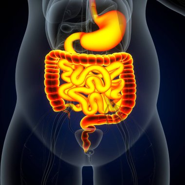 Tıbbi Konsept için İnsan Kalbi Anatomisi 3 boyutlu illüstrasyon. İnsan Solunum Sistemi