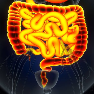 Tıbbi Konsept için İnsan Kalbi Anatomisi 3 boyutlu illüstrasyon. İnsan Solunum Sistemi