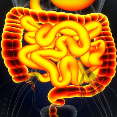 Tıbbi Konsept için İnsan Kalbi Anatomisi 3 boyutlu illüstrasyon. İnsan Solunum Sistemi