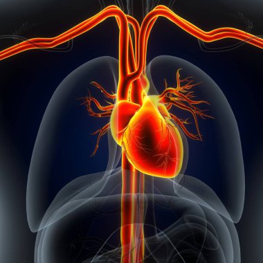 Tıbbi Konsept için İnsan Kalbi Anatomisi 3 boyutlu illüstrasyon. İnsan Solunum Sistemi