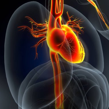 Tıbbi Konsept için İnsan Kalbi Anatomisi 3 boyutlu illüstrasyon. İnsan Solunum Sistemi