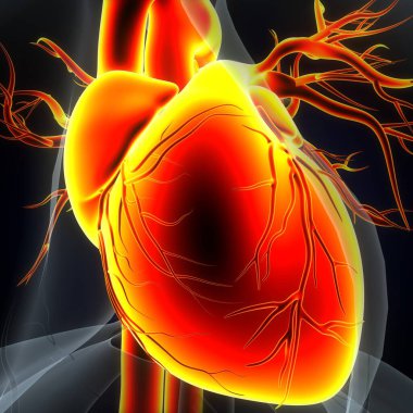 Tıbbi Konsept için İnsan Kalbi Anatomisi 3 boyutlu illüstrasyon. İnsan Solunum Sistemi