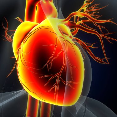Tıbbi Konsept için İnsan Kalbi Anatomisi 3 boyutlu illüstrasyon. İnsan Solunum Sistemi