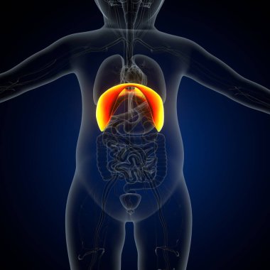 Tıbbi Konsept için İnsan Kalbi Anatomisi 3 boyutlu illüstrasyon. İnsan Solunum Sistemi