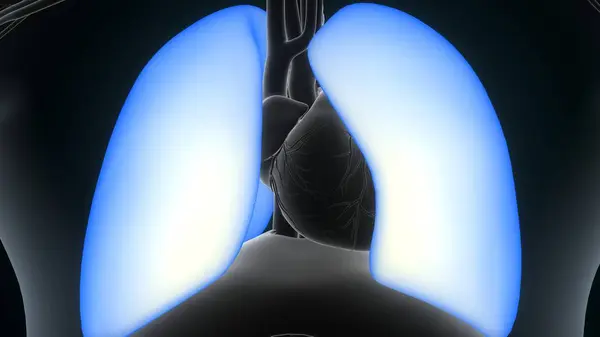 Anatomia Coração Humano Para Ilustração Conceito Médico Sistema Respiratório Humano — Fotografia de Stock