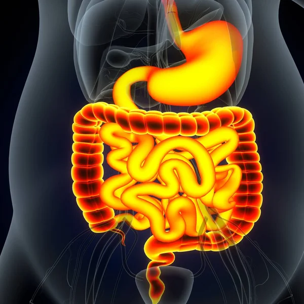 Tıbbi Konsept için İnsan Kalbi Anatomisi 3 boyutlu illüstrasyon. İnsan Solunum Sistemi