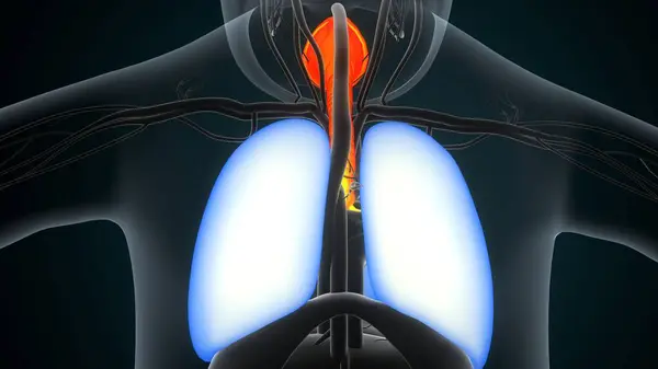 Human Heart Anatomy Medical Concept Illustration Human Respiratory System — Stock Photo, Image
