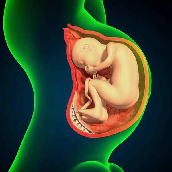 Kadın üreme sistemi anatomisi. 3D çizim
