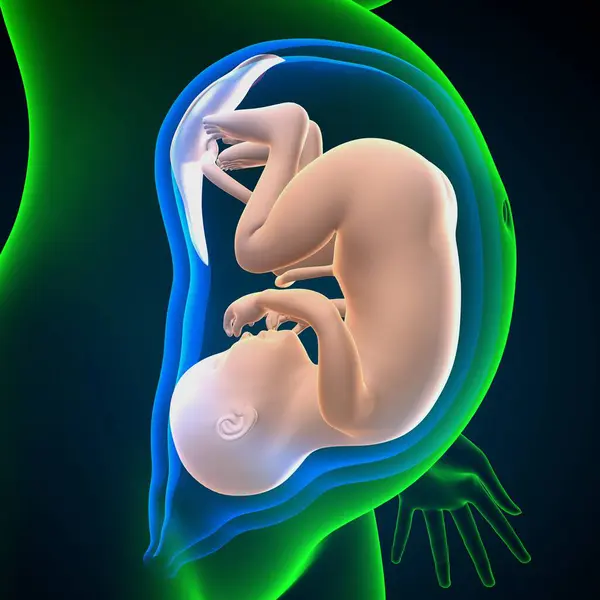 Kadın üreme sistemi anatomisi. 3D çizim