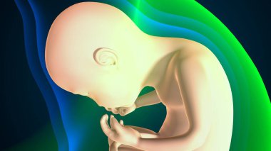 Kadın üreme sistemi anatomisi. 3D çizim