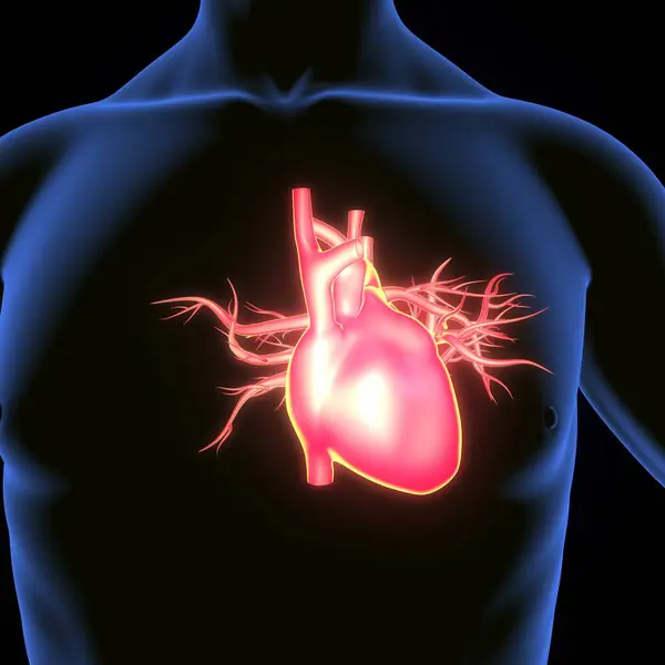 Erkek kalp kan dolaşımı. 3dilülasyon