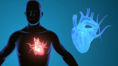 İnsan transtorasik ekokardiyogram. 3d illüstrasyon