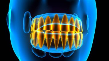 diş anatomisi sistemi 3d oluşturma