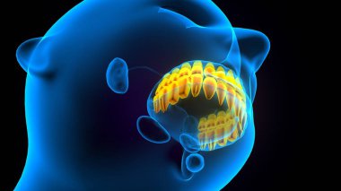 diş anatomisi sistemi 3d oluşturma