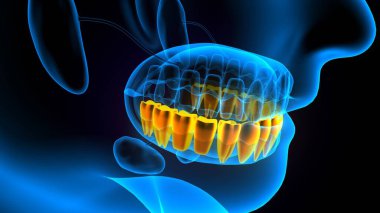 diş anatomisi sistemi 3d oluşturma