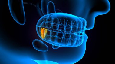 diş anatomisi sistemi 3d oluşturma