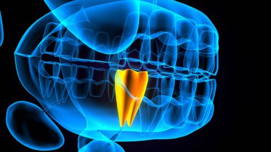 diş anatomisi sistemi 3d oluşturma