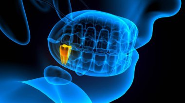 diş anatomisi sistemi 3d oluşturma