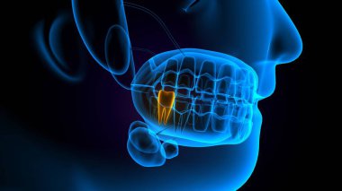 diş anatomisi sistemi 3d oluşturma