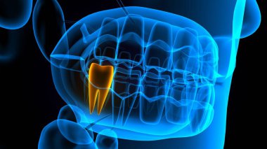 diş anatomisi sistemi 3d oluşturma