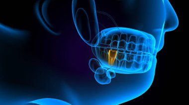 diş anatomisi sistemi 3d oluşturma