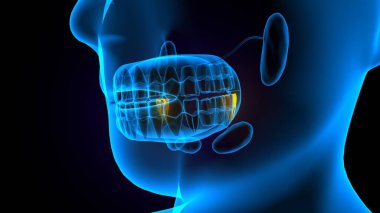 diş anatomisi sistemi 3d oluşturma