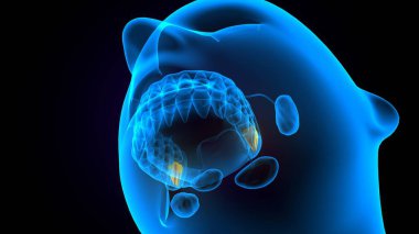 diş anatomisi sistemi 3d oluşturma