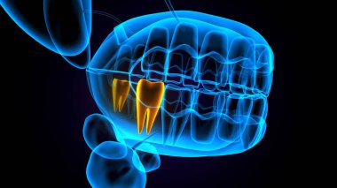 diş anatomisi sistemi 3d oluşturma