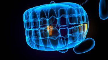 diş anatomisi sistemi 3d oluşturma