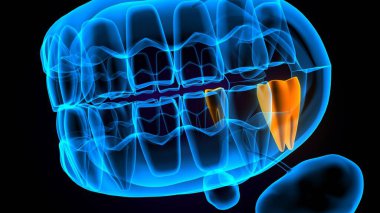diş anatomisi sistemi 3d oluşturma