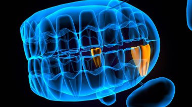 diş anatomisi sistemi 3d oluşturma