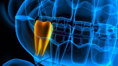 diş anatomisi sistemi 3d oluşturma