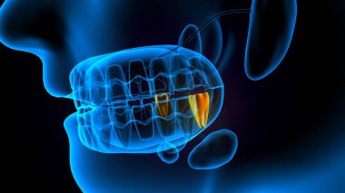 diş anatomisi sistemi 3d oluşturma