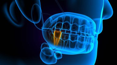 diş anatomisi sistemi 3d oluşturma