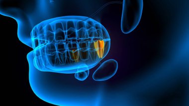 diş anatomisi sistemi 3d oluşturma