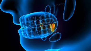 diş anatomisi sistemi 3d oluşturma