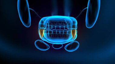 diş anatomisi sistemi 3d oluşturma