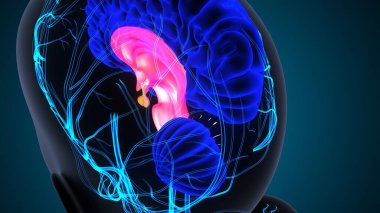 Beyin iç organları anatomisi. 3d illüstrasyon 