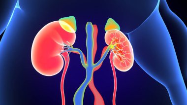Böbrek Sistemi Anatomisi. 3 Boyutlu Resimler