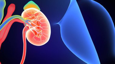 Böbrek Sistemi Anatomisi. 3 Boyutlu Resimler