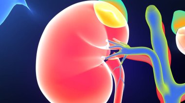 Böbrek Sistemi Anatomisi. 3 Boyutlu Resimler