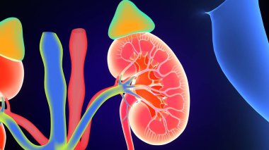 Böbrek Sistemi Anatomisi. 3 Boyutlu Resimler